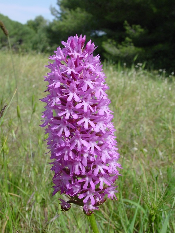 Anacamptis piramidalis